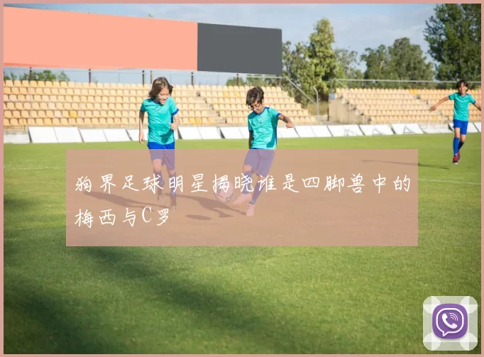 狗界足球明星揭晓谁是四脚兽中的梅西与C罗